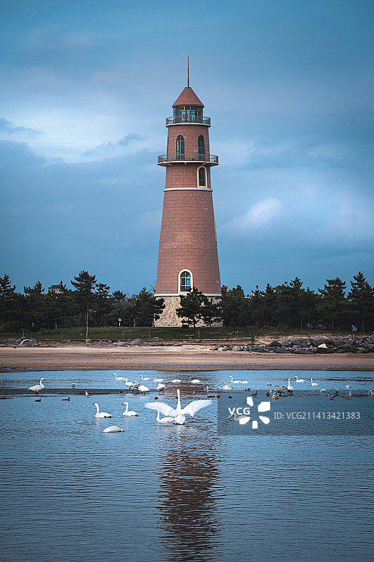 海面上的天鹅与海边的灯塔图片素材