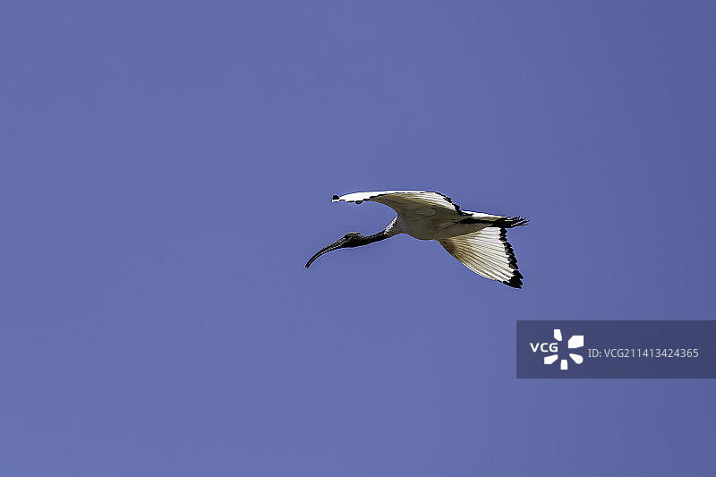 仰视：秃鹳飞过肯尼亚纳库鲁的蔚蓝天空图片素材