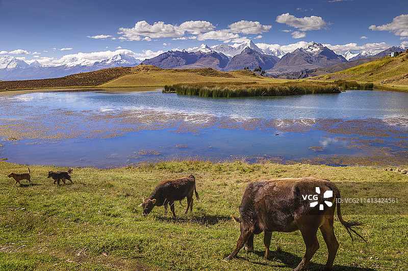 布兰卡山脉的威尔卡科查湖和牛，安第斯山脉雪山图片素材