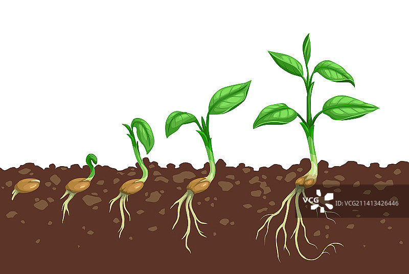 土壤中种子萌发的植物生长步骤图片素材