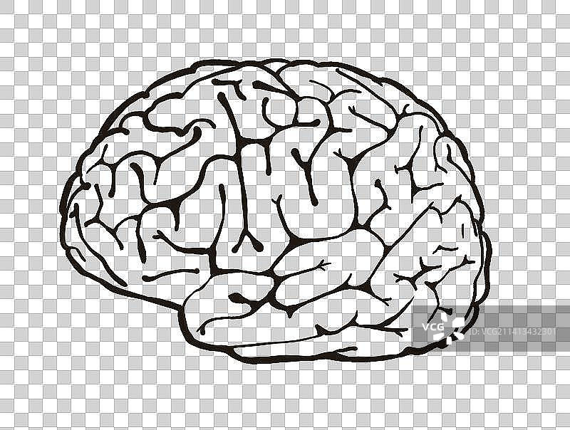 人类大脑插画元素图片素材