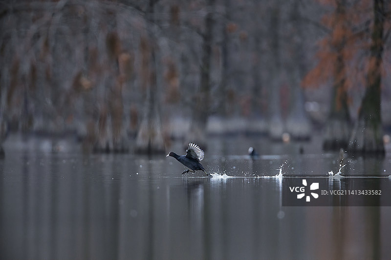 白顶骨鸡的水上漂#12月打卡挑战#图片素材