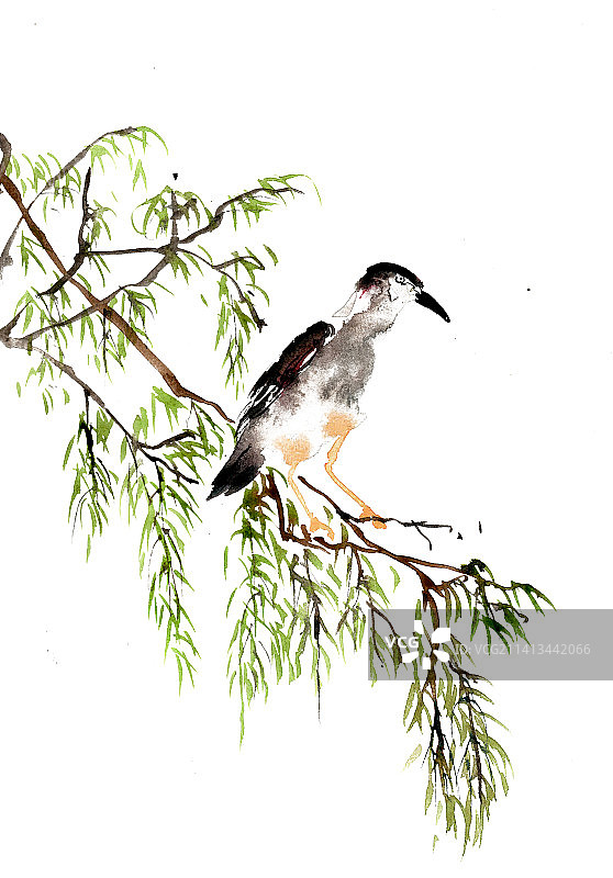 柳枝上的小鸟图片素材