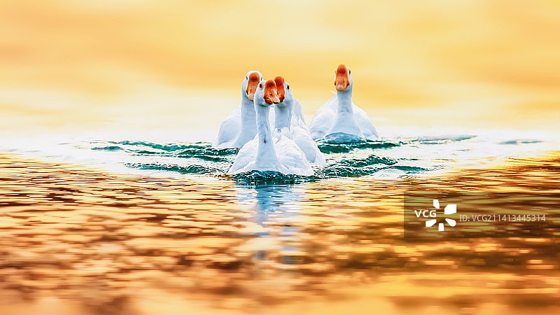 白鹅--归来图片素材