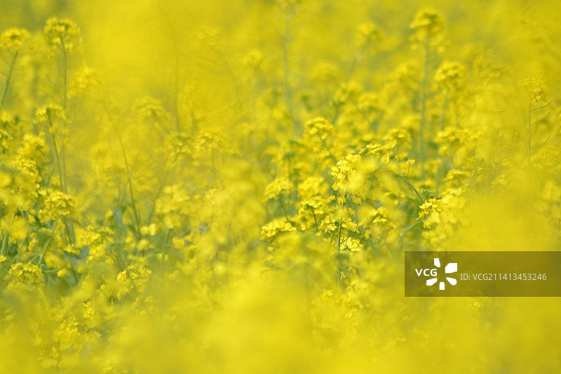 油菜花图片素材