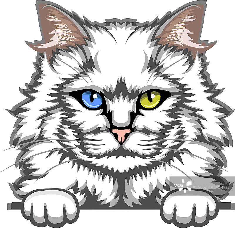 土耳其安哥拉猫彩色偷看猫图片素材