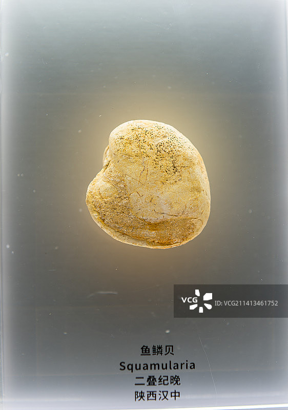 古代生物化石图片素材