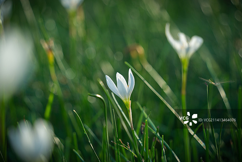 阳光下的葱莲图片素材