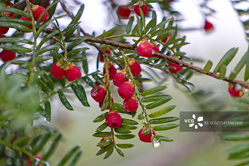 红豆杉图片素材