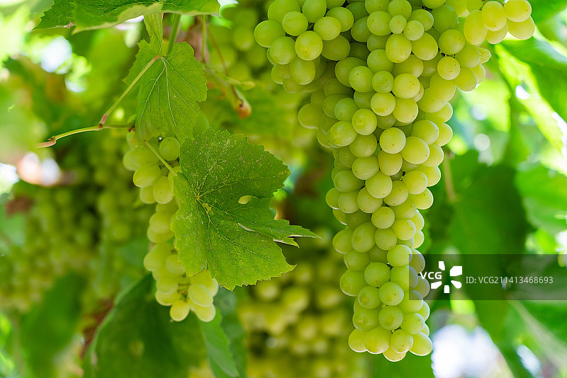 新疆吐鲁番葡萄园图片素材