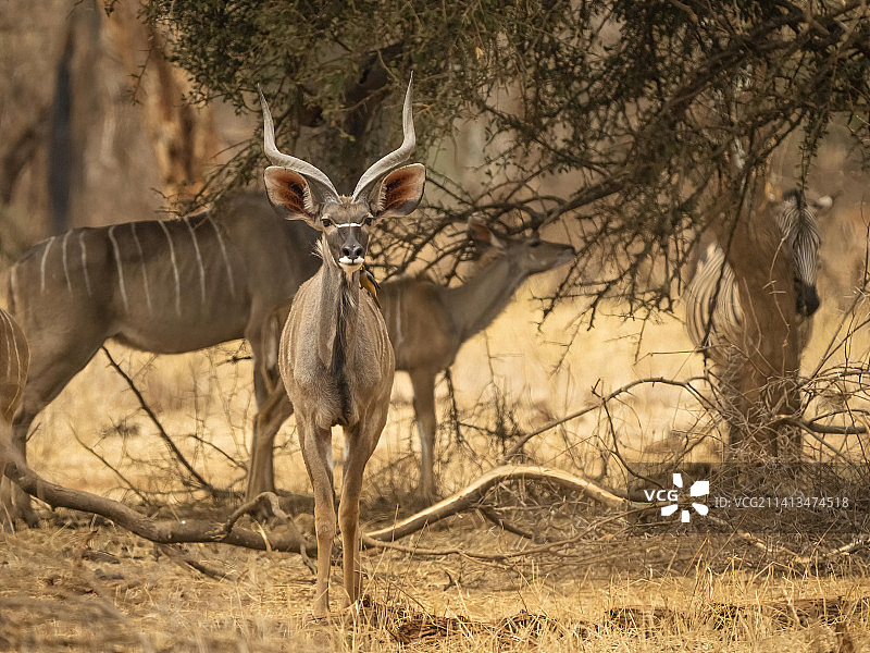 坦桑尼亚的大捻角羚图片素材