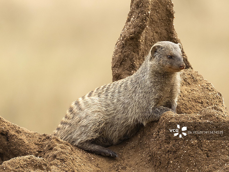坦桑尼亚的带纹獴图片素材