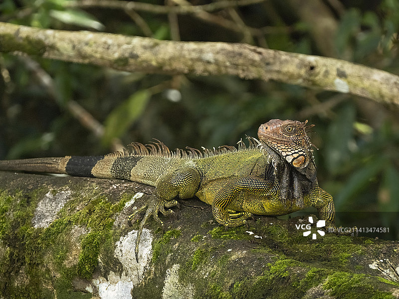 哥斯达黎加的绿鬣蜥图片素材