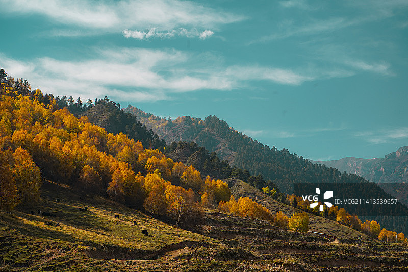 秋天的森林对天景观图片素材