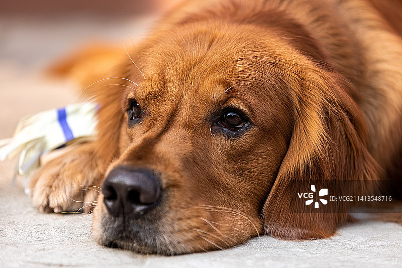 金毛犬图片素材