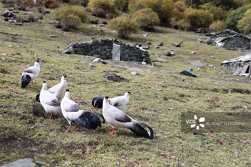 中国四川甘孜稻城亚丁的白马鸡图片素材