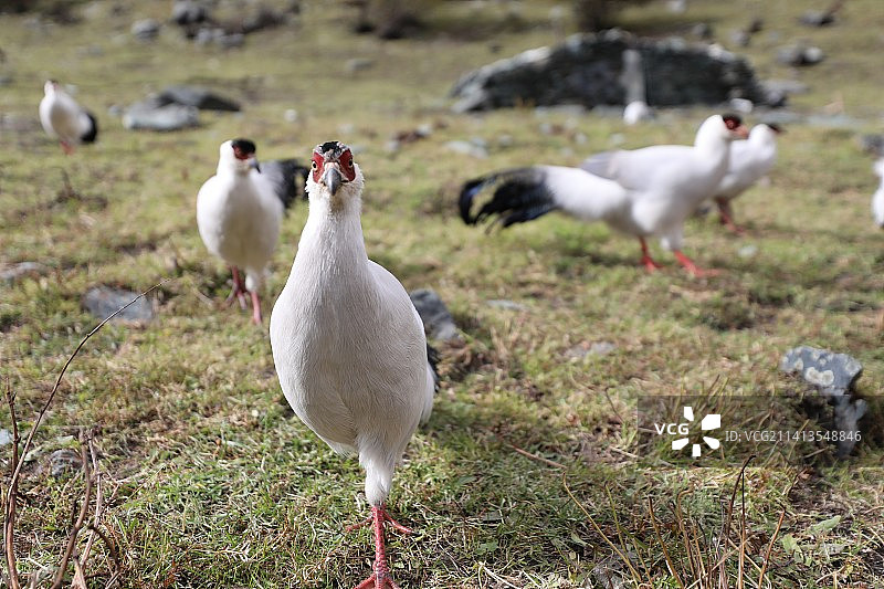 中国四川甘孜稻城亚丁的白马鸡图片素材