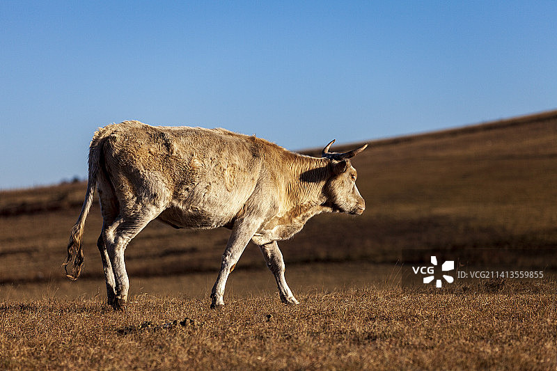 傍晚，乌兰布统草原，一头独自行走的黄牛图片素材