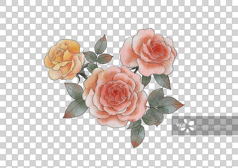 月季玫瑰图片素材