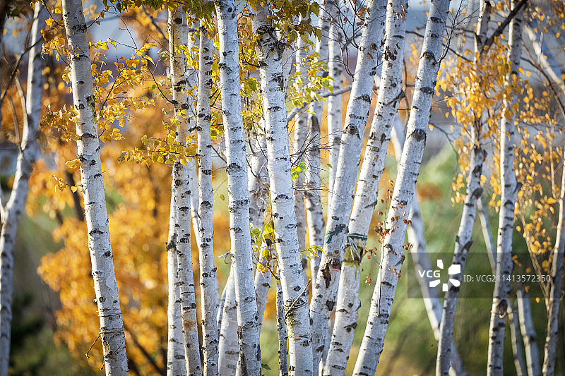 秋天白桦树图片素材