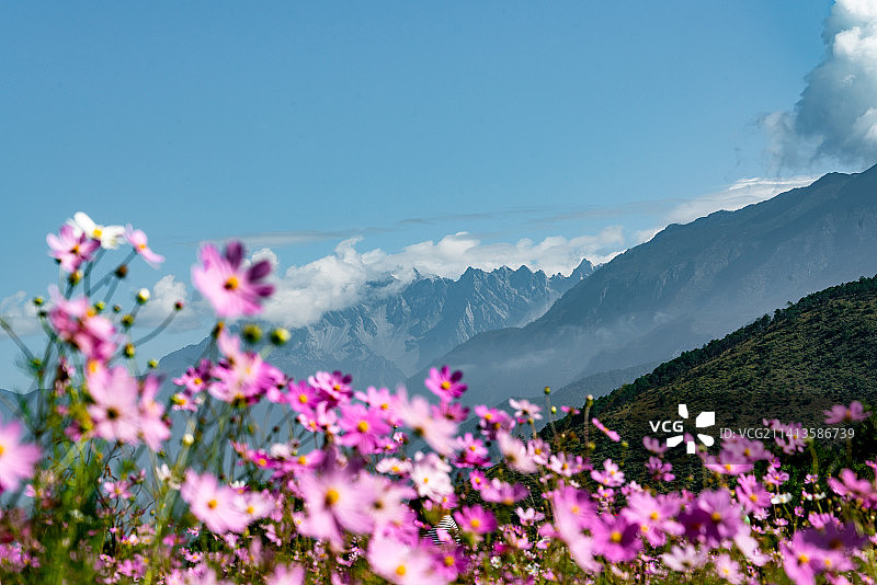 云南丽江玉龙雪山与格桑花海图片素材