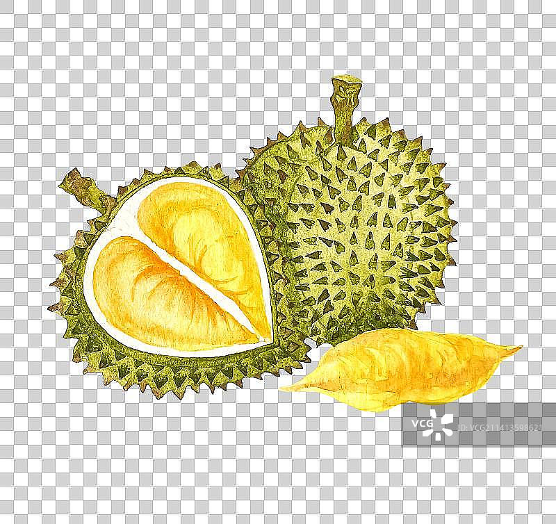 两个榴莲水彩手绘插画元素图片素材