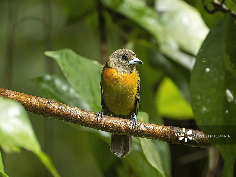 红腰唐纳雀图片素材