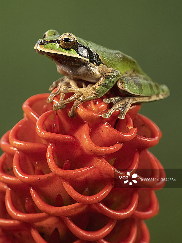 戴面具的树蛙图片素材