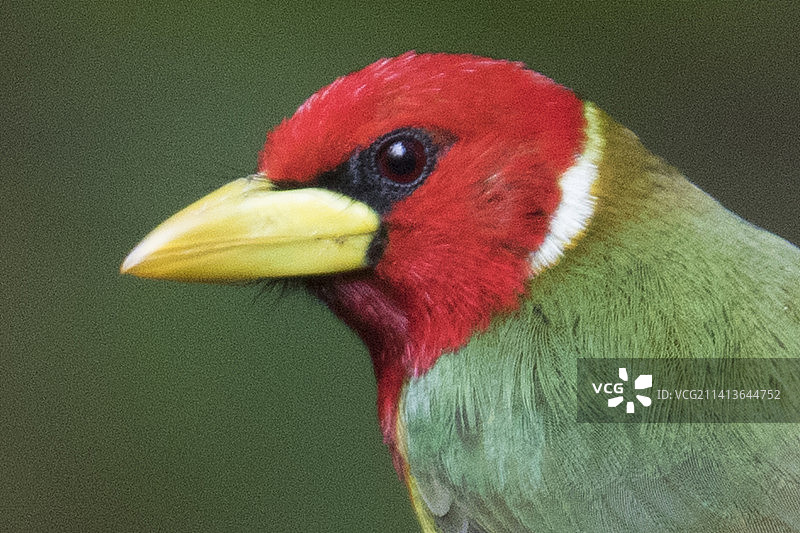 红头拟啄木鸟特写图片素材