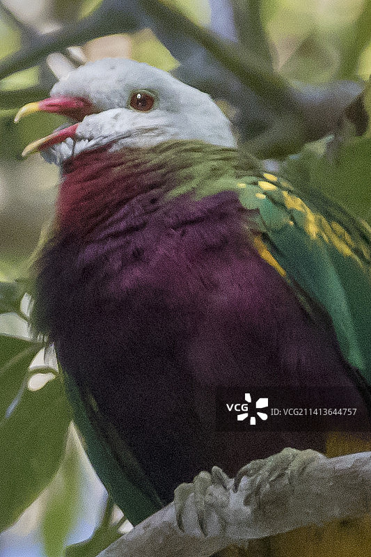 丽色果鸠特写图片素材