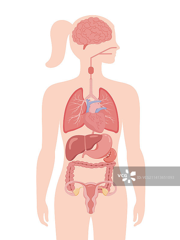 女性人体器官心肝脾肺胃子宫手绘插画图片素材