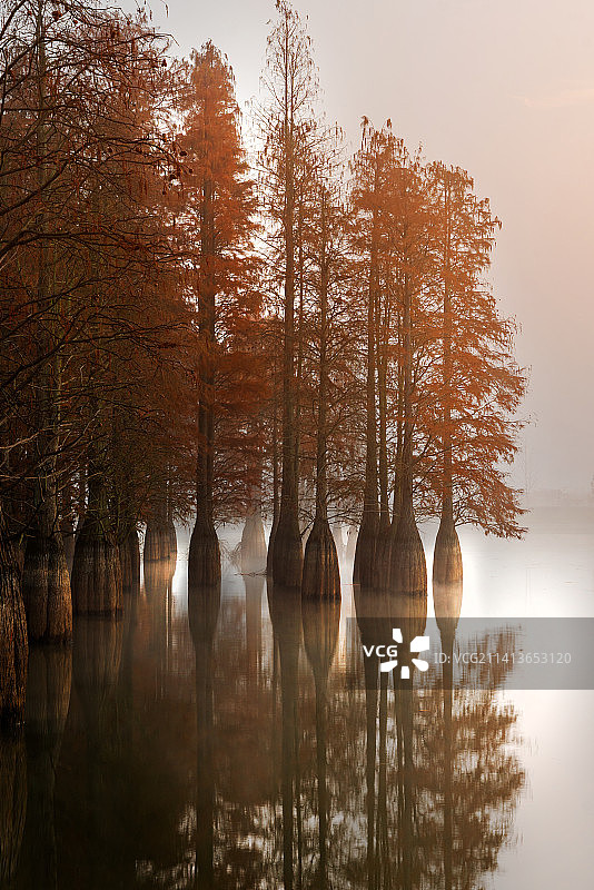 止马岭水杉图片素材