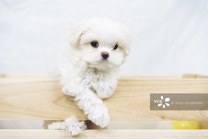 马尔济斯幼犬图片素材