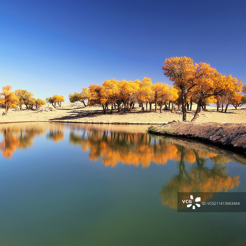 额济纳胡杨1图片素材