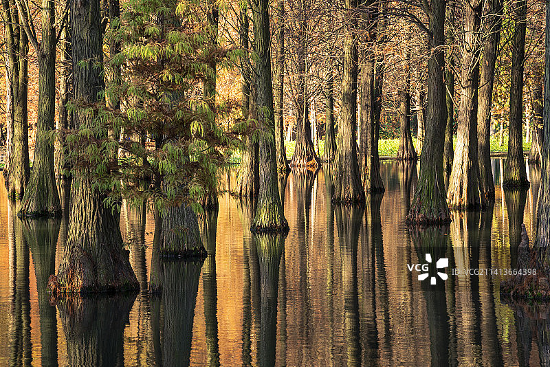 上海 青浦 青西郊野公园的水杉进入最佳观赏期图片素材