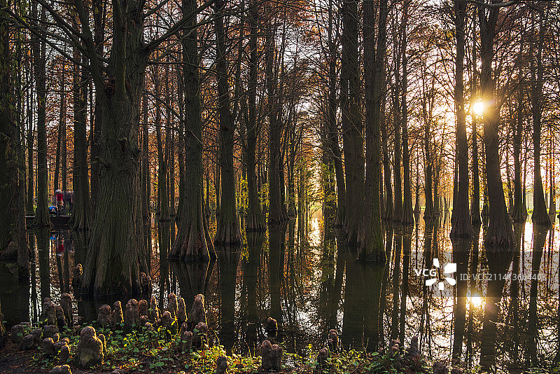 上海 青浦 青西郊野公园的水杉进入最佳观赏期图片素材