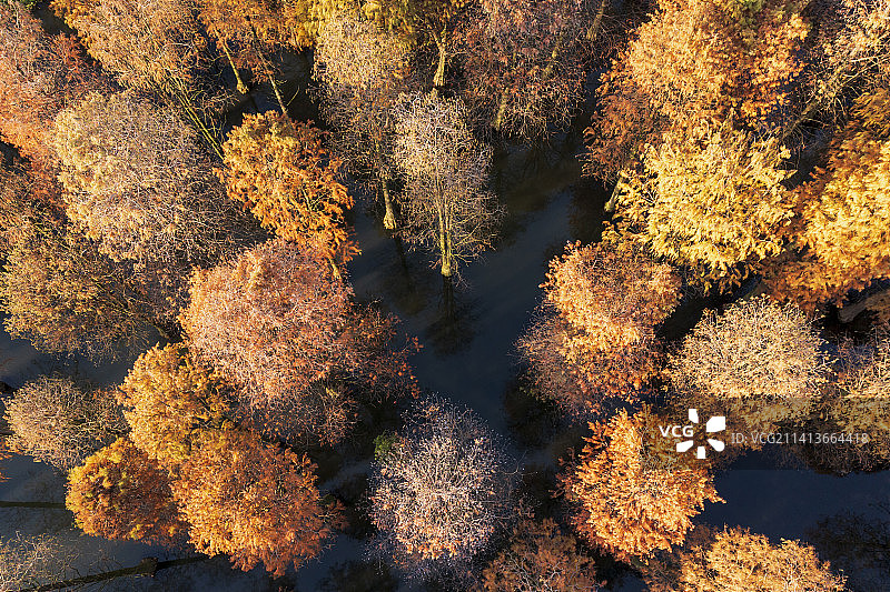 上海 青浦 航拍视角 青西郊野公园的水杉进入最佳观赏期图片素材