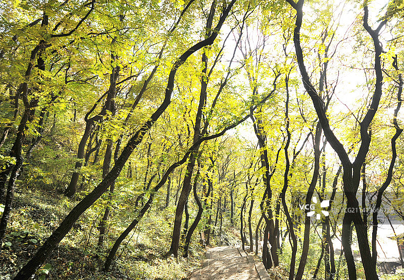 山东枣庄山亭区抱犊崮国家森林公园秋景图片素材