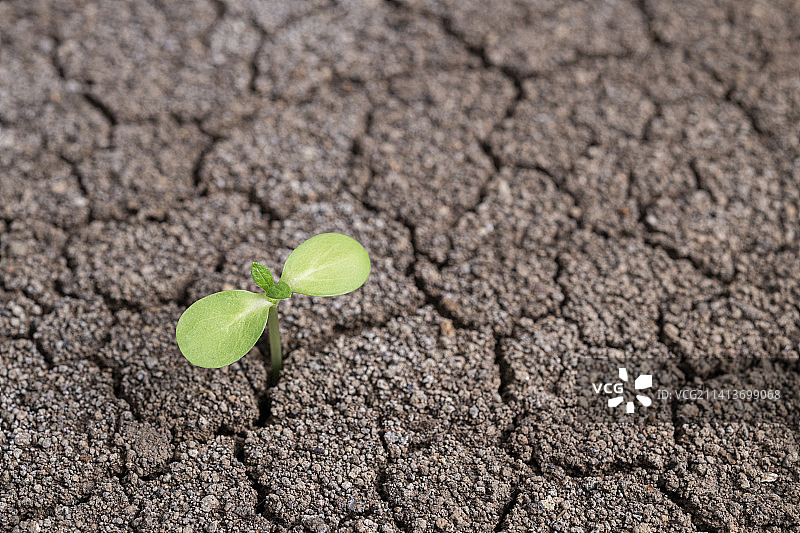 干裂的土地和新生长出来的幼苗平面背景设计素材图片素材
