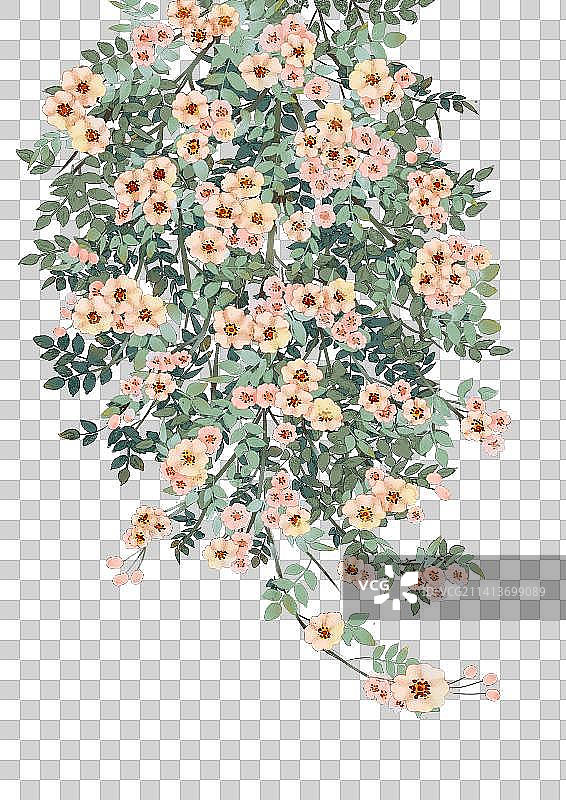 蔷薇花丛图片素材