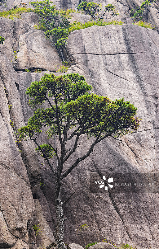 安徽黄山自然风景区的松树图片素材