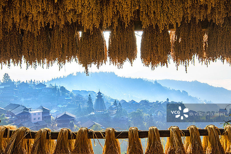 禾熟满寨香　图片素材