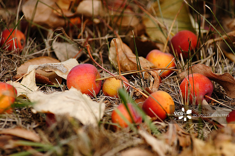 俄罗斯田野里苹果的特写图片素材