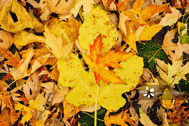 美国纽约色彩鲜艳的落叶图片素材