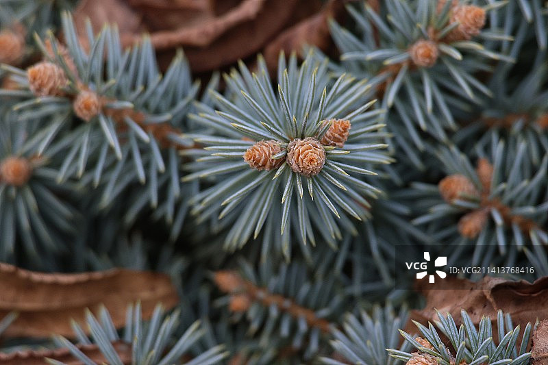 松树的特写图片素材