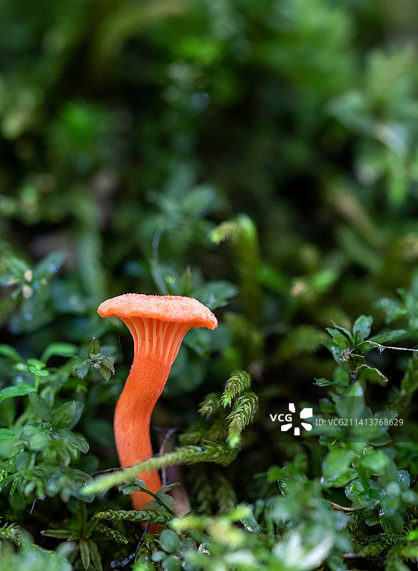 阿科廷克河边的蘑菇特写图片素材