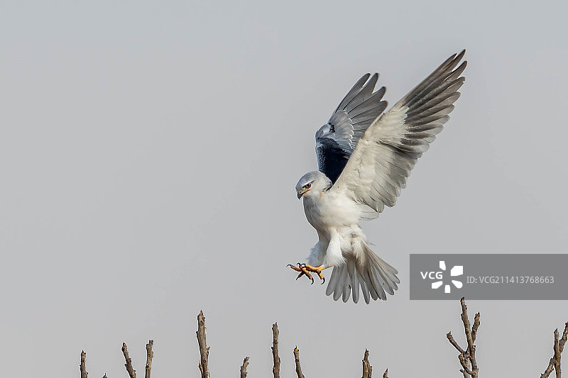 晴空下飞翔的猛禽风筝仰视视角图片素材