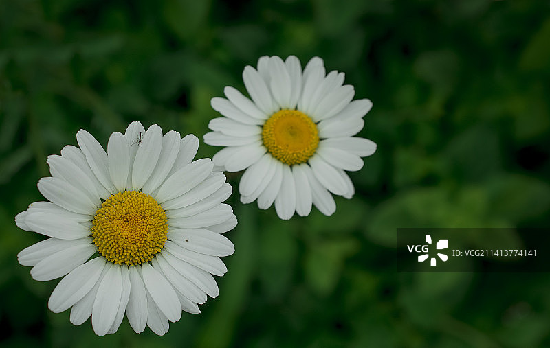 英国白色雏菊花特写图片素材