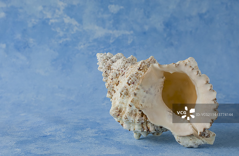 英国蓝色桌子上的贝壳特写图片素材