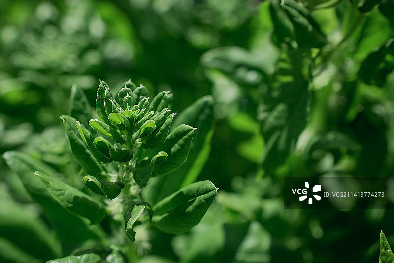 英国花园中的新鲜绿色菠菜叶图片素材